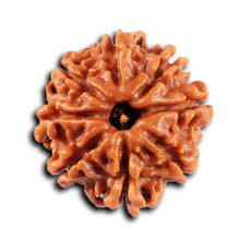 Load image into Gallery viewer, 8 Mukhi Nepalese Rudraksha - Bead No. 430