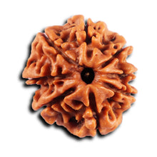 Load image into Gallery viewer, 8 Mukhi Nepalese Rudraksha - Bead No. 434