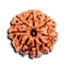 Load image into Gallery viewer, 8 Mukhi Nepalese Rudraksha - Bead No. 426