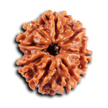 Load image into Gallery viewer, 8 Mukhi Nepalese Rudraksha - Bead No. 432
