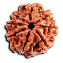 Load image into Gallery viewer, 8 Mukhi Nepalese Rudraksha - Bead No. 414