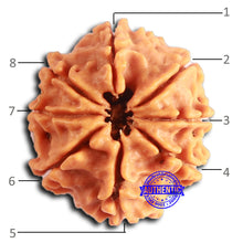 Load image into Gallery viewer, 8 Mukhi Nepalese Rudraksha - Bead No. 385