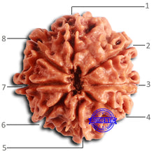 Load image into Gallery viewer, 8 Mukhi Nepalese Rudraksha - Bead No. 386