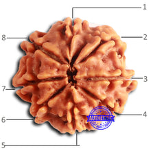Load image into Gallery viewer, 8 Mukhi Nepalese Rudraksha - Bead No. 388