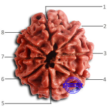 Load image into Gallery viewer, 8 Mukhi Nepalese Rudraksha - Bead No. 391