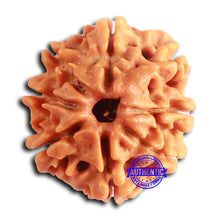 Load image into Gallery viewer, 8 Mukhi Nepalese Rudraksha - Bead No. 387