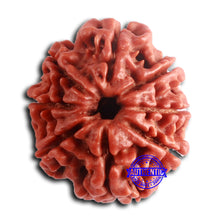 Load image into Gallery viewer, 8 Mukhi Nepalese Rudraksha - Bead No. 391