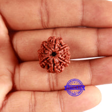 Load image into Gallery viewer, 8 Mukhi Nepalese Rudraksha - Bead No. 391