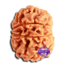 Load image into Gallery viewer, 8 Mukhi Nepalese Rudraksha - Bead No. 385