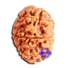 Load image into Gallery viewer, 8 Mukhi Nepalese Rudraksha - Bead No. 388