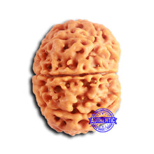 Load image into Gallery viewer, 8 Mukhi Nepalese Rudraksha - Bead No. 389