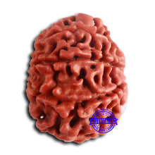 Load image into Gallery viewer, 8 Mukhi Nepalese Rudraksha - Bead No. 391