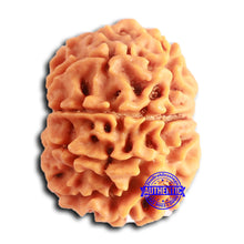 Load image into Gallery viewer, 8 Mukhi Nepalese Rudraksha - Bead No. 385