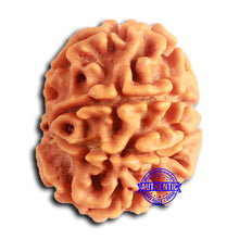 Load image into Gallery viewer, 8 Mukhi Nepalese Rudraksha - Bead No. 387