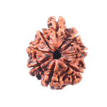 Load image into Gallery viewer, 1 Mukhi Savar Rudraksha from Nepal - Bead No. 91