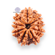 Load image into Gallery viewer, 9 Mukhi Nepalese Rudraksha - Bead No. 451