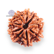 Load image into Gallery viewer, 9 Mukhi Nepalese Rudraksha - Bead No. 452