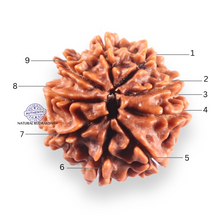 Load image into Gallery viewer, 9 Mukhi Nepalese Rudraksha - Bead No. 452