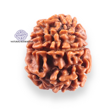 Load image into Gallery viewer, 9 Mukhi Nepalese Rudraksha - Bead No. 452