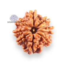 Load image into Gallery viewer, 9 Mukhi Nepalese Rudraksha - Bead No. 453