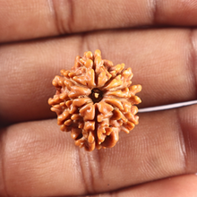 Load image into Gallery viewer, 9 Mukhi Nepalese Rudraksha - Bead No. 453