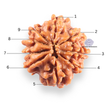 Load image into Gallery viewer, 9 Mukhi Nepalese Rudraksha - Bead No. 453