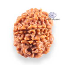 Load image into Gallery viewer, 9 Mukhi Nepalese Rudraksha - Bead No. 453