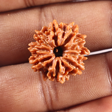 Load image into Gallery viewer, 9 Mukhi Nepalese Rudraksha - Bead No. 456