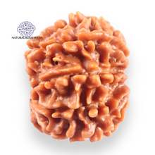 Load image into Gallery viewer, 9 Mukhi Nepalese Rudraksha - Bead No. 456