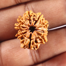 Load image into Gallery viewer, 9 Mukhi Nepalese Rudraksha - Bead No. 457