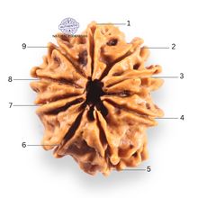 Load image into Gallery viewer, 9 Mukhi Nepalese Rudraksha - Bead No. 457