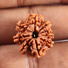 Load image into Gallery viewer, 9 Mukhi Nepalese Rudraksha - Bead No. 458