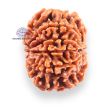 Load image into Gallery viewer, 9 Mukhi Nepalese Rudraksha - Bead No. 458