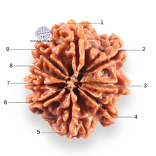 Load image into Gallery viewer, 9 Mukhi Nepalese Rudraksha - Bead No. 458