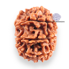Load image into Gallery viewer, 9 Mukhi Nepalese Rudraksha - Bead No. 458