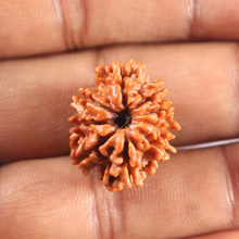 Load image into Gallery viewer, 9 Mukhi Nepalese Rudraksha - Bead No. 460