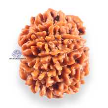 Load image into Gallery viewer, 9 Mukhi Nepalese Rudraksha - Bead No. 460