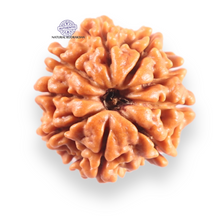 Load image into Gallery viewer, 9 Mukhi Nepalese Rudraksha - Bead No. 461