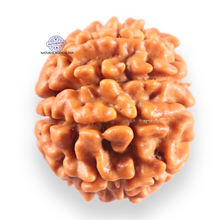 Load image into Gallery viewer, 9 Mukhi Nepalese Rudraksha - Bead No. 461