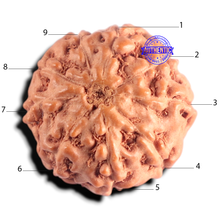 Load image into Gallery viewer, 9 Mukhi Rudraksha from Indonesia - Bead No. 235
