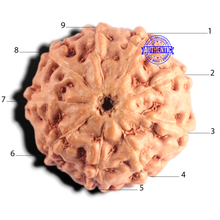 Load image into Gallery viewer, 9 Mukhi Rudraksha from Indonesia - Bead No. 236