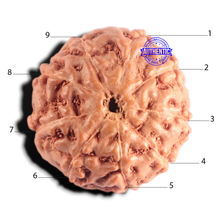 Load image into Gallery viewer, 9 Mukhi Rudraksha from Indonesia - Bead No. 238