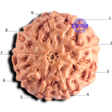 Load image into Gallery viewer, 9 Mukhi Rudraksha from Indonesia - Bead No. 239