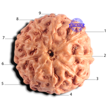 Load image into Gallery viewer, 9 Mukhi Rudraksha from Indonesia - Bead No. 254