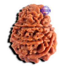 Load image into Gallery viewer, 9 Mukhi Nepalese Rudraksha - Bead No. 482