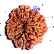 Load image into Gallery viewer, 9 Mukhi Nepalese Rudraksha - Bead No. 482
