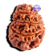 Load image into Gallery viewer, 9 Mukhi Nepalese Rudraksha - Bead No. 482