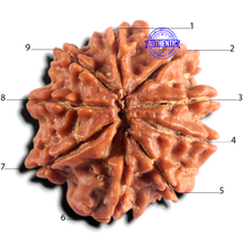 Load image into Gallery viewer, 9 Mukhi Nepalese Rudraksha - Bead No. 483