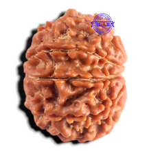 Load image into Gallery viewer, 9 Mukhi Nepalese Rudraksha - Bead No. 483