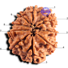 Load image into Gallery viewer, 9 Mukhi Nepalese Rudraksha - Bead No. 484